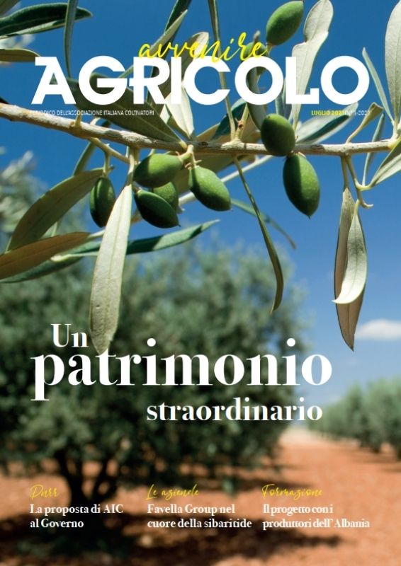 ramo ulivo avvenire